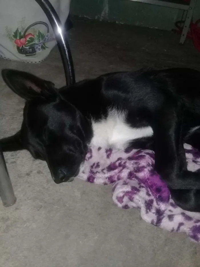 Cachorro ra a SRD idade 1 ano nome Tobby
