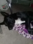 Tobby