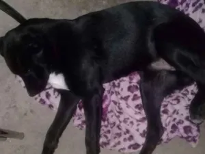 Cachorro raça SRD idade 1 ano nome Tobby