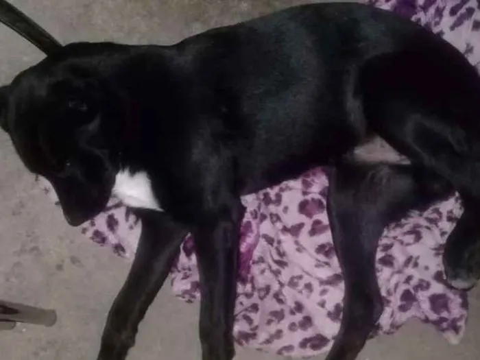 Cachorro ra a SRD idade 1 ano nome Tobby
