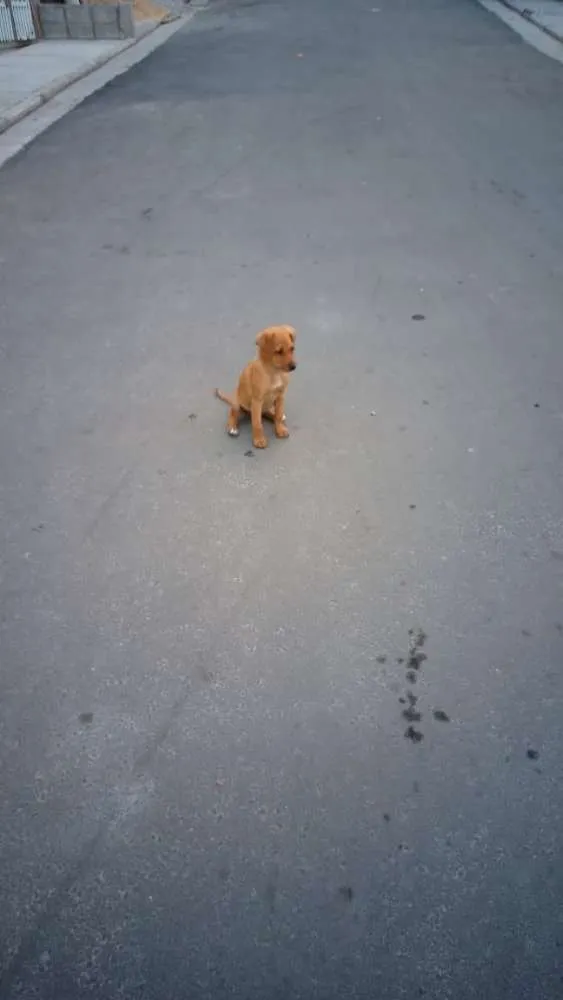 Cachorro ra a Sem raça definida idade 7 a 11 meses nome Princesa