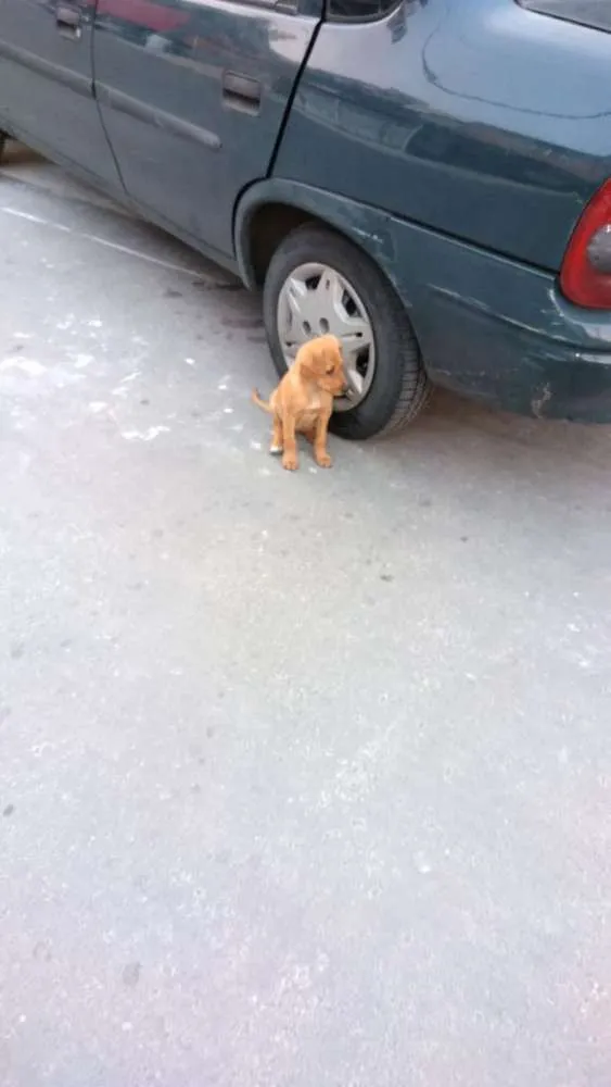 Cachorro ra a Sem raça definida idade 7 a 11 meses nome Princesa