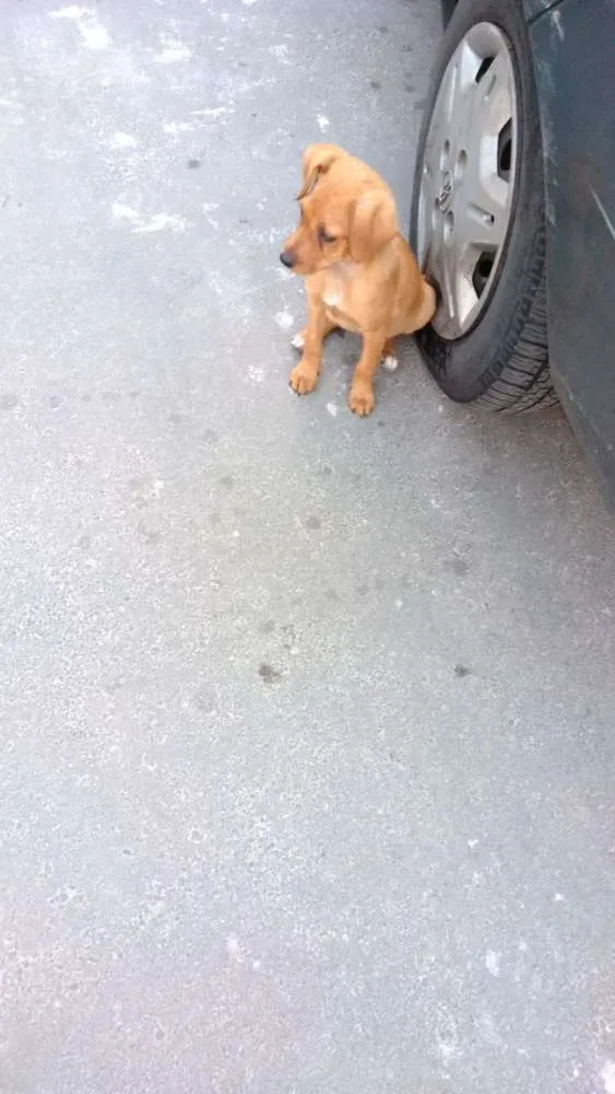 Cachorro ra a Sem raça definida idade 7 a 11 meses nome Princesa