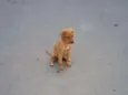Princesa