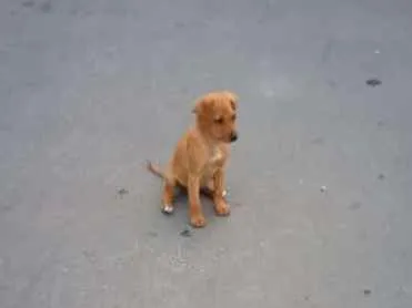 Cachorro ra a Sem raça definida idade 7 a 11 meses nome Princesa
