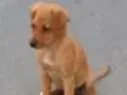 Cachorro raça Sem raça definida idade 7 a 11 meses nome Princesa