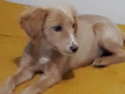 Cachorro ra a Vira Lata  idade 2 a 6 meses nome Lua