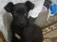 Stella