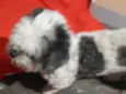 Bilu