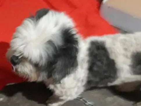 Cachorro ra a Shih-tzu idade  nome Bilu