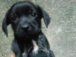 Cachorro raça Mestiço idade Abaixo de 2 meses nome Mestiços
