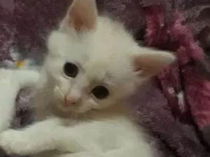 Gato raça  idade 2 a 6 meses nome Sem nome