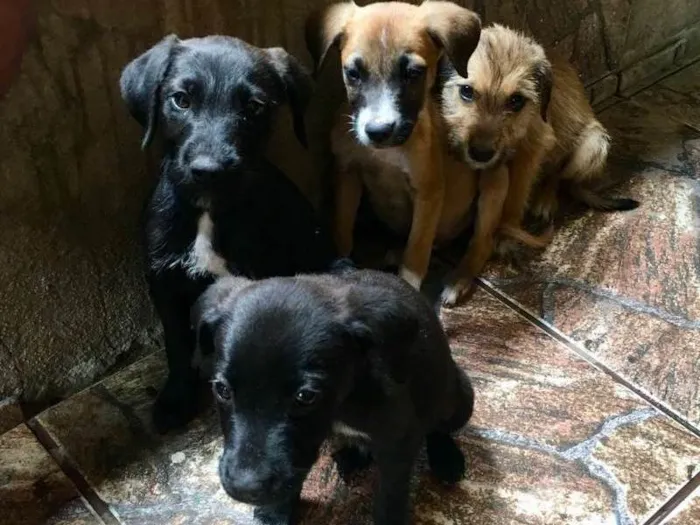 Cachorro ra a Não sei idade Abaixo de 2 meses nome Não tem