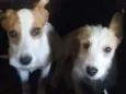  machos e sem nome