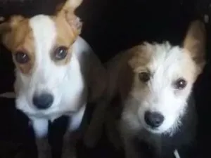 Cachorro raça Poodle mestiço idade 2 a 6 meses nome  machos e sem nome
