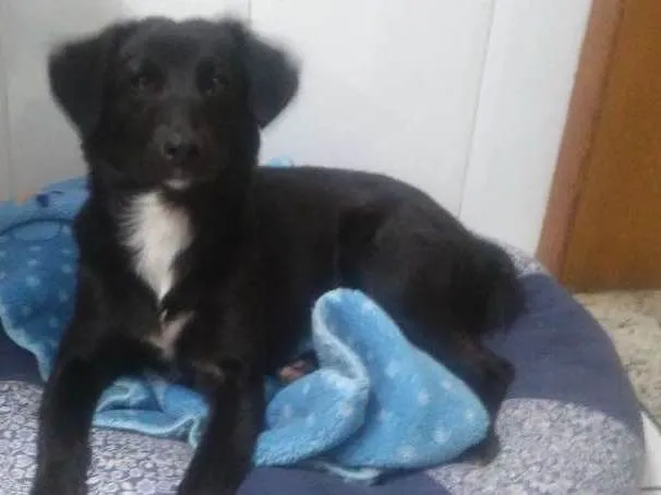 Cachorro ra a Srd idade 7 a 11 meses nome Dora