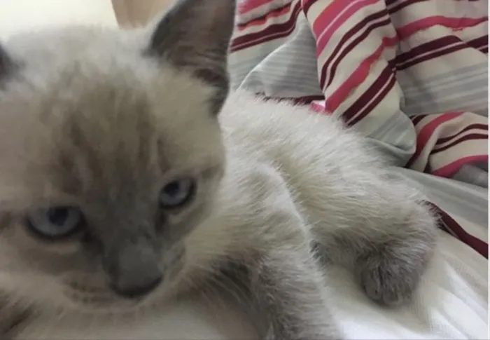Gato ra a Vira lata  idade 2 a 6 meses nome Sem nome 