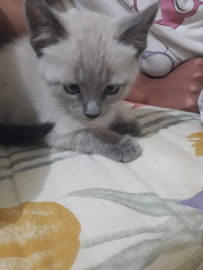 Gato ra a Vira lata  idade 2 a 6 meses nome Sem nome 