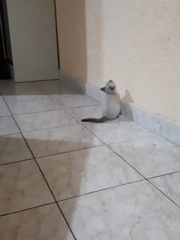 Gato ra a Vira lata  idade 2 a 6 meses nome Sem nome 