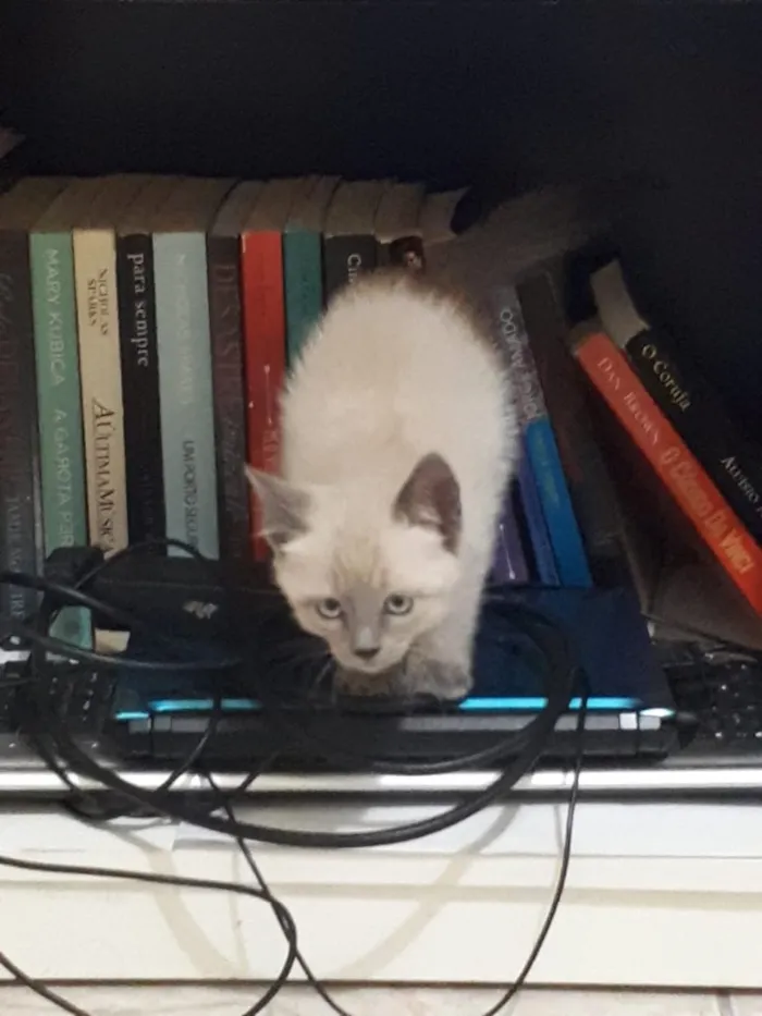 Gato ra a Vira lata  idade 2 a 6 meses nome Sem nome 