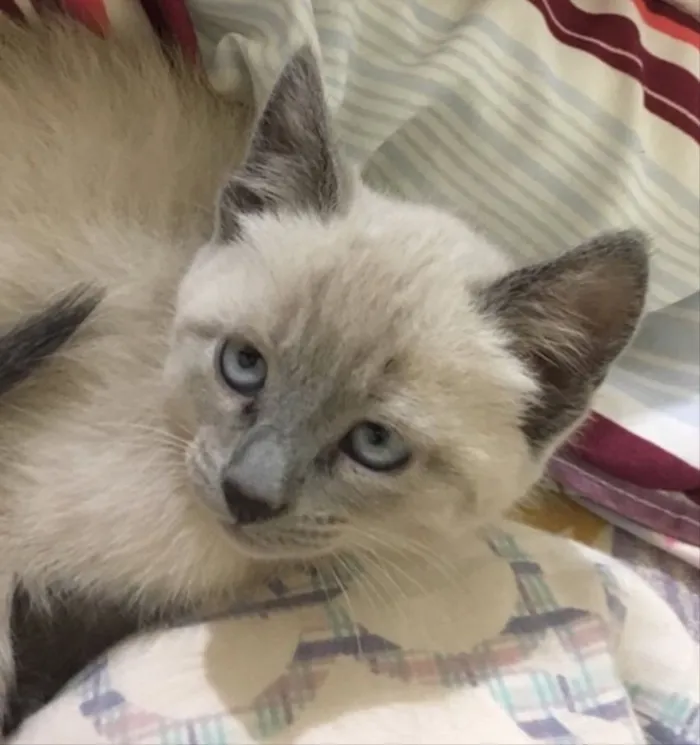 Gato ra a Vira lata  idade 2 a 6 meses nome Sem nome 