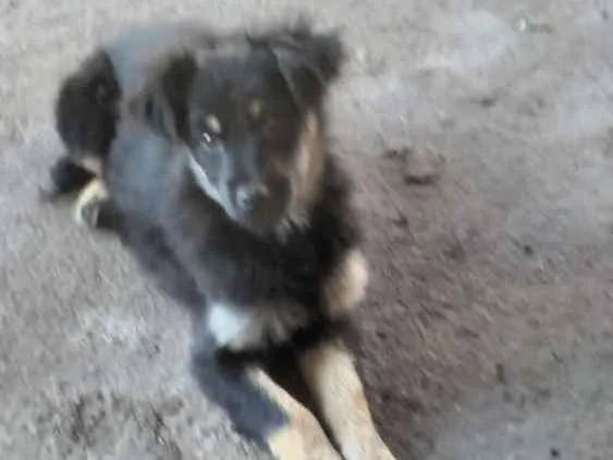 Cachorro ra a SRD (sem raça definida) idade 7 a 11 meses nome Pulga