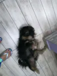 DUDU
