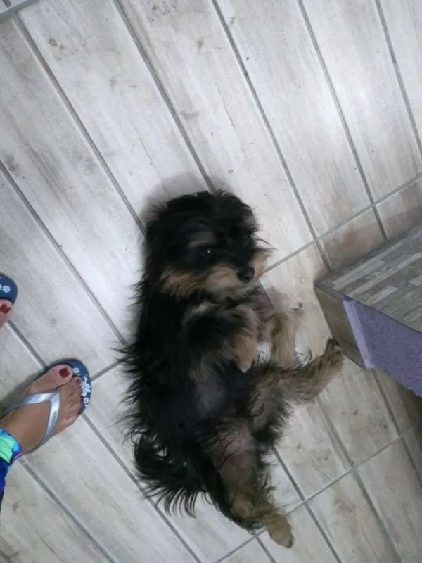 Cachorro ra a Yorkshire idade 2 anos nome DUDU