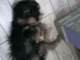 DUDU