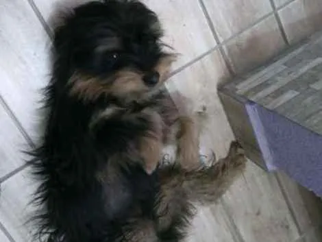 Cachorro ra a Yorkshire idade 2 anos nome DUDU