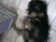 DUDU