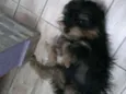 DUDU