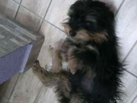 Cachorro ra a Yorkshire idade 2 anos nome DUDU