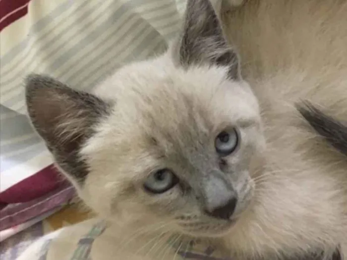 Gato ra a Vira lata  idade 2 a 6 meses nome Sem nome 