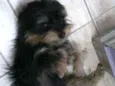 DUDU