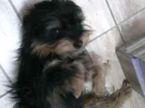 Cachorro raça Yorkshire idade 2 anos nome DUDU