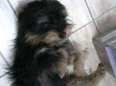 Cachorro ra a Yorkshire idade 2 anos nome DUDU