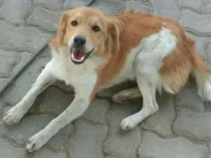 Cachorro raça Vira lata idade 7 a 11 meses nome Beethoven