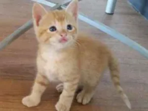 Gato raça Srd idade Abaixo de 2 meses nome Amarelinhas