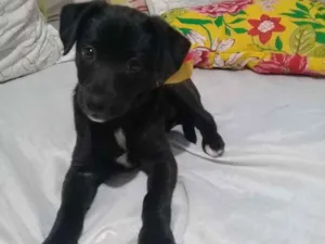Cachorro raça virá lata idade 2 a 6 meses nome sem nome