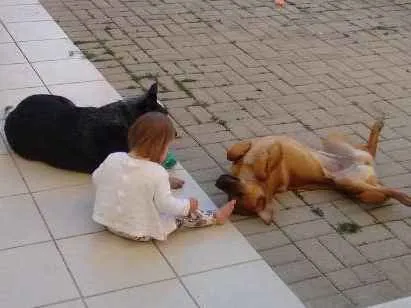 Cachorro ra a SRD e Blue heller idade 7 a 11 meses nome Dara e Breda