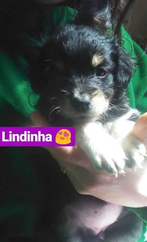 Cachorro ra a SRD idade Abaixo de 2 meses nome BEBÊS P ADOÇÃO!