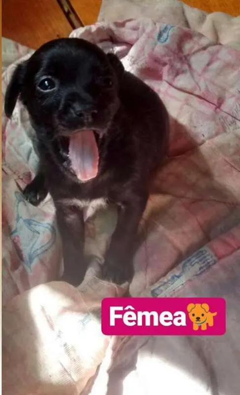 Cachorro ra a SRD idade Abaixo de 2 meses nome BEBÊS P ADOÇÃO!