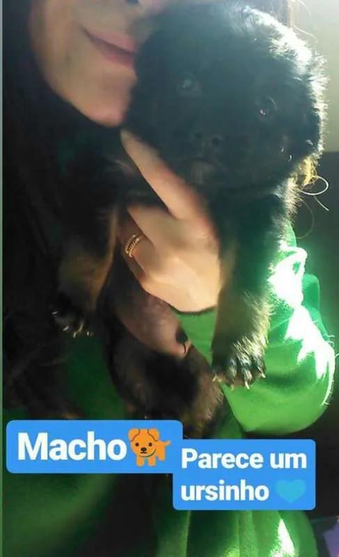 Cachorro ra a SRD idade Abaixo de 2 meses nome BEBÊS P ADOÇÃO!