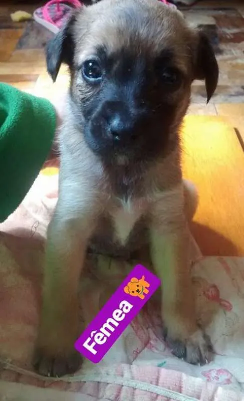 Cachorro ra a SRD idade Abaixo de 2 meses nome BEBÊS P ADOÇÃO!