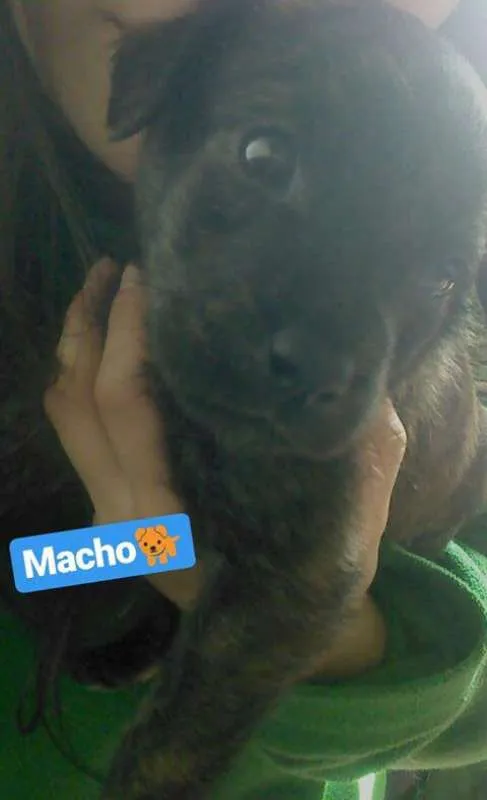 Cachorro ra a SRD idade Abaixo de 2 meses nome BEBÊS P ADOÇÃO!