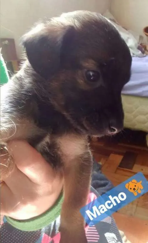 Cachorro ra a SRD idade Abaixo de 2 meses nome BEBÊS P ADOÇÃO!