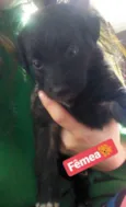 BEBÊS P ADOÇÃO!