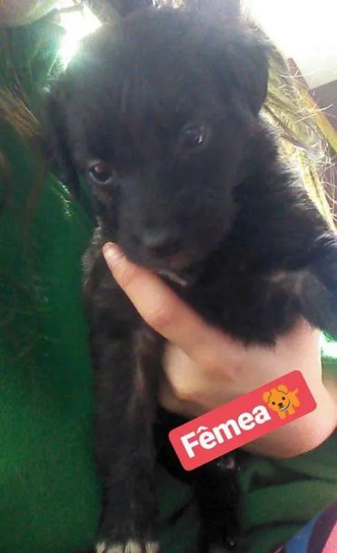 Cachorro ra a SRD idade Abaixo de 2 meses nome BEBÊS P ADOÇÃO!