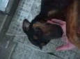 Tigresa